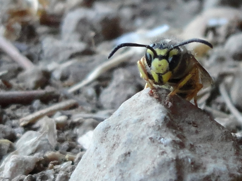 Vespula germanica